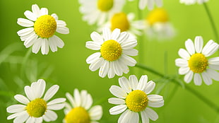 white daisies blooming at daytime