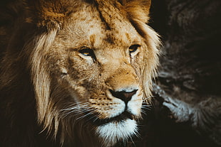 lion, Lion, Predator, Muzzle HD wallpaper