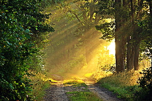 silhouette of green trees