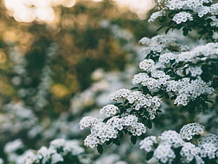 white boneset flower, Flowers, Bush, Branch