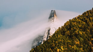 low angle photography of forest near fog-covered mountain, nature, landscape, trees, forest HD wallpaper