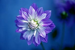 photography shallow focus flower, dahlia