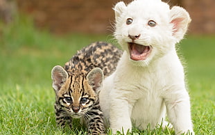 wildlife photography of two cubs