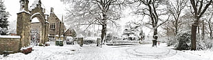 brown trees, snow, winter