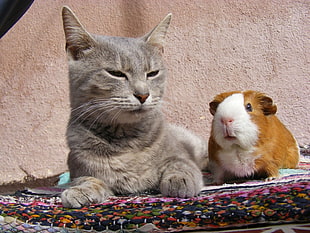 gray tabby cat near orange and white guinea pig HD wallpaper
