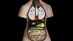 anatomy figure, figurines, vegetables, Guts, humor HD wallpaper