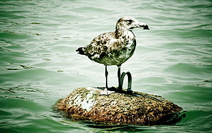 photo of gray and white seagull on gray stone