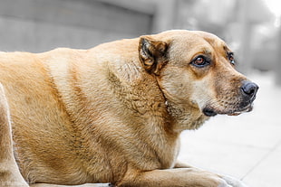 sort-coated tan dog sitting on grey concrete pavement HD wallpaper
