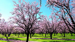 pink cherry blossom trees HD wallpaper