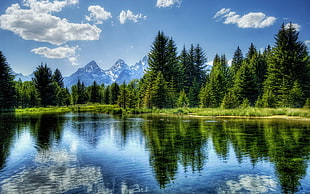 reflective photography of trees and lake, lake, water, sky, reflection