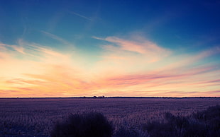 brown grass, sky, field, sunset, landscape HD wallpaper