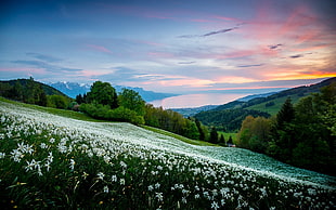 white petaled flower field, nature, landscape, field, trees HD wallpaper