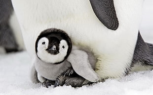 Emperor penguin laying