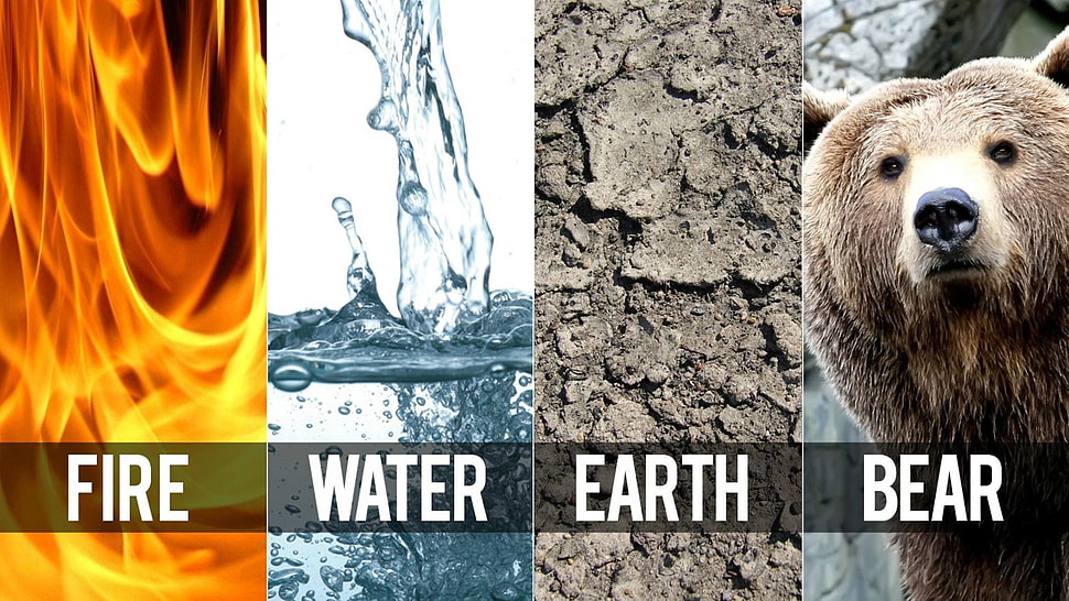 Fire, Water, Earth, and Bear collage, bears, Earth, fire, water HD wallpaper