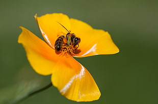 Honeybee perched on yellow petaled flower HD wallpaper