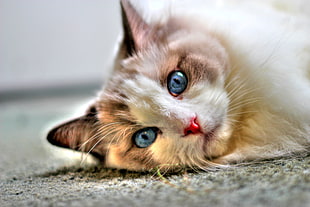 close-up photography of white and brown long-fur cat