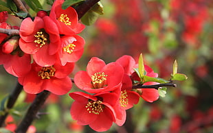 selective focus photography of red petaled flowers, flowers, red flowers, nature