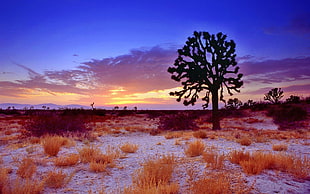 tree and plants during sun set HD wallpaper