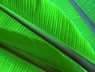 green banana leaves