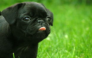 photography of black Pug puppy showing tongue HD wallpaper