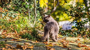 gray Persian cat, animals, cat, leaves, nature HD wallpaper