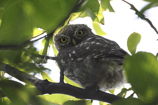 gray and brown owl, owl, birds