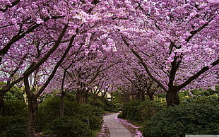 pink cherry blossom trees between road during daytime HD wallpaper