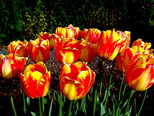 red and yellow tulips HD wallpaper