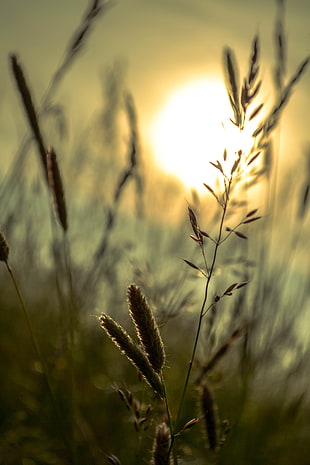 closeup photography of wheat HD wallpaper