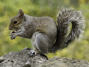 squirrel eating nut