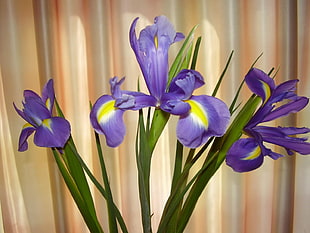 purple, green, and yellow flower HD wallpaper