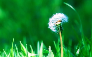 closeup photo of dandelion flower