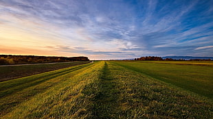 green grass field during golden hour HD wallpaper