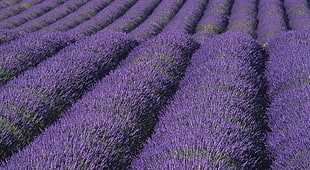 field of Lavenders HD wallpaper