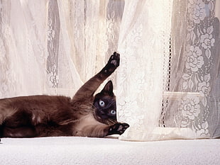 black cat beside white curtain HD wallpaper
