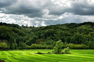 green trees, landscape, forest, Italy