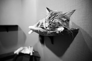 brown tabby cat lying on grey hanging wall rack HD wallpaper