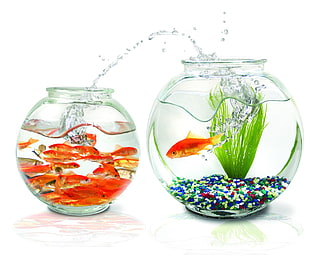 two clear glass fish bowls HD wallpaper