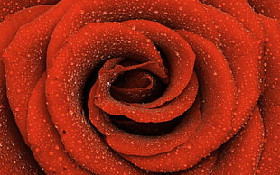 water droplets on red rose HD wallpaper