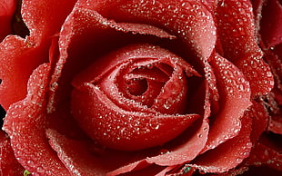 micro photography of red rose