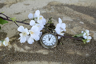 photo of white flowers and pocket watch HD wallpaper