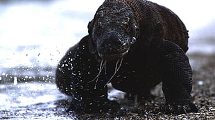 komodo dragon, animals, reptiles, water, sea