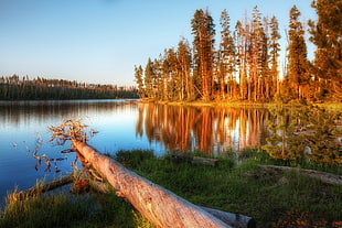 brown tree cut-down near lake