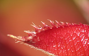 macro photography of red leaf HD wallpaper