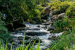 river with rocks beside forest and plants HD wallpaper