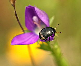 black Beetle perched on purple petaled flower HD wallpaper