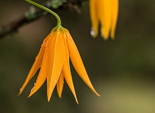 closeup photography of orange petaled flower HD wallpaper