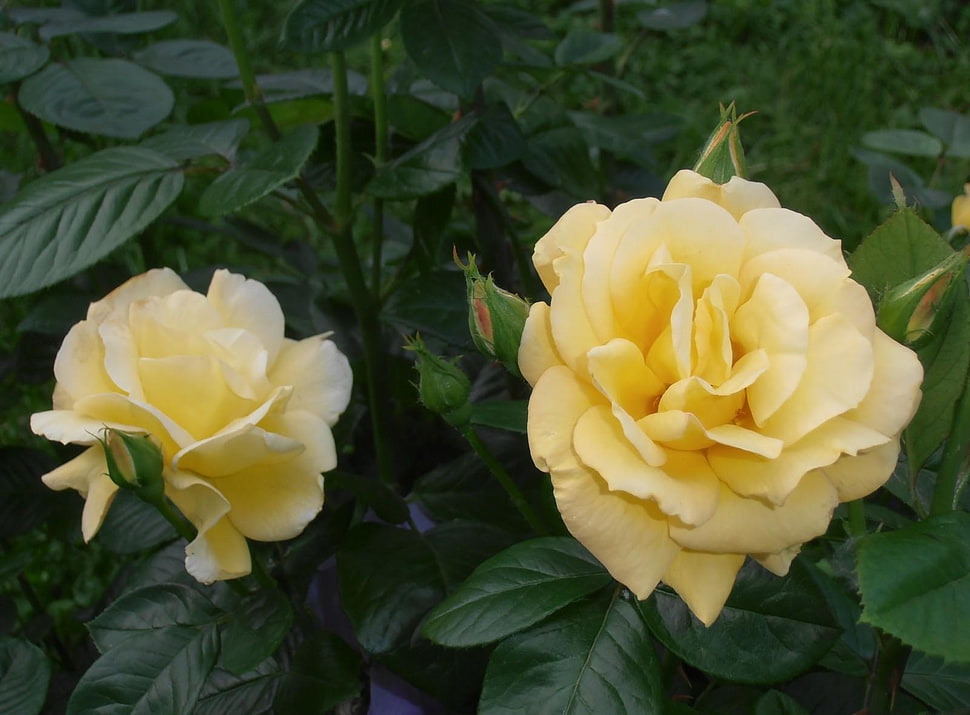 Two yellow Rose flowers HD wallpaper | Wallpaper Flare