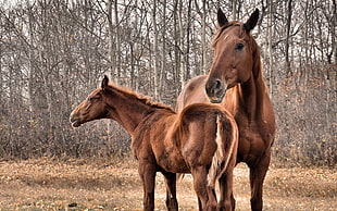 two brown horses HD wallpaper
