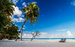 green palm trees, beach, chair, morning, nature